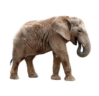大象的皮有多厚？